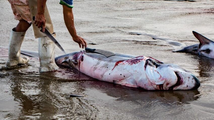  El ‘aleteo’, un atroz símbolo de estatus que amenaza a los tiburones