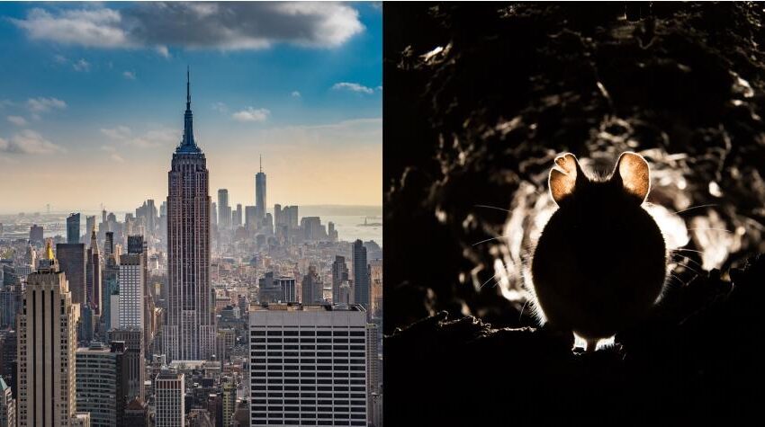  Nueva York enfrenta brote de rara enfermedad transmitida por ratas