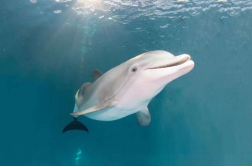  Muere la delfín Winter, inspiradora de la película “Dolphin Tale”