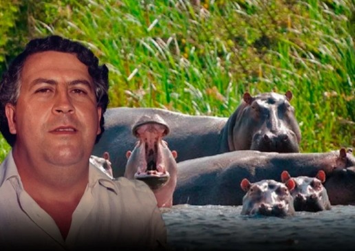  La inevitable masacre de los hipopótamos de Pablo Escobar