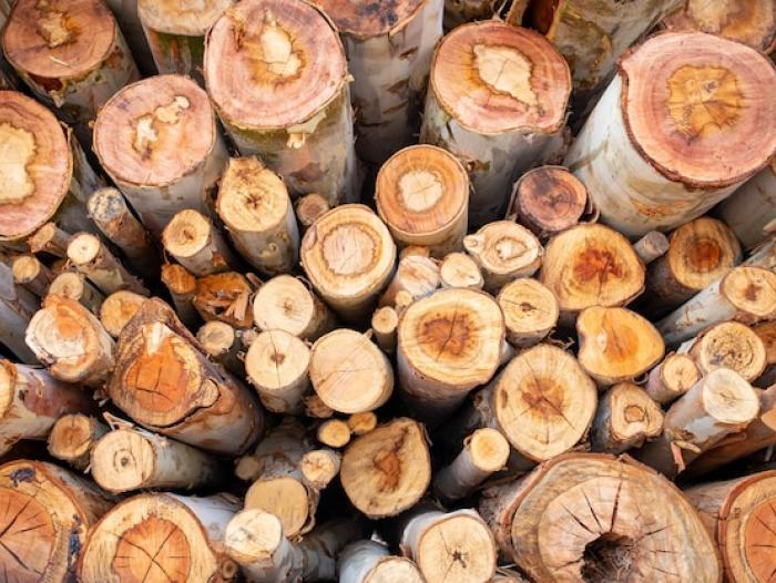  Estos serían los efectos de la tributaria en la industria forestal