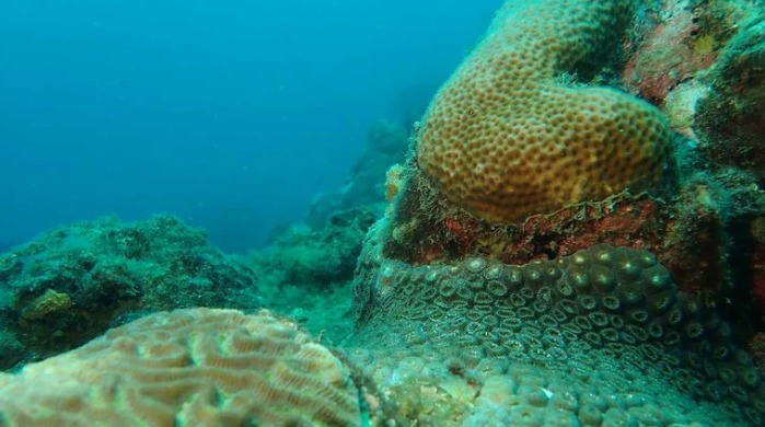  Solicitan alarma roja ambiental para proteger los corales del Archipiélago de San Andrés