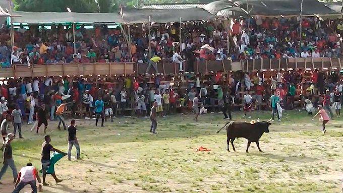  Alcaldía de Caucasia volvió a ocultar brutal balance de las corralejas