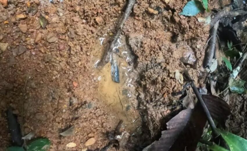 Rescatistas del Ejército descubrieron huellas frescas: serían las de los niños desaparecidos tras accidente de avioneta en Guaviare