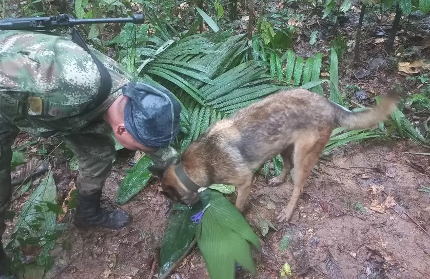  Niños perdidos en la selva: abuela asegura que animal salvaje los estaría protegiendo
