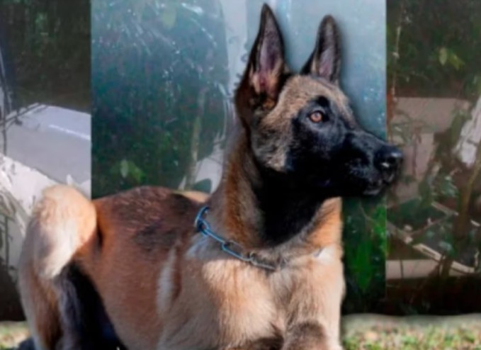  Dónde está Wilson: Defensa Civil reveló en exclusiva por qué el perro no aparece tras el rescate de los niños en Guaviare