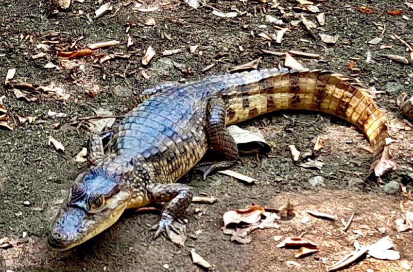  Babilla, Caiman crocodilus fuscus, #CordobaTerritorioSostenible