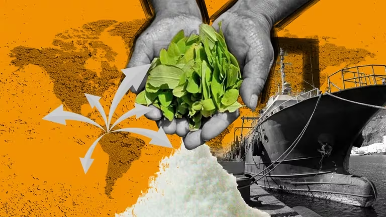  En Colombia estarían enviando “cocineros” de cocaína al exterior para facilitar la distribución de drogas en el mundo