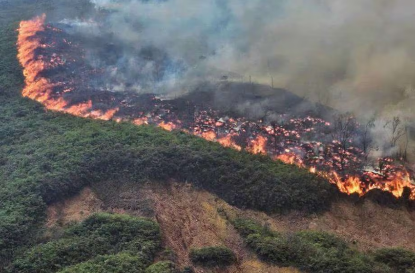  Catastrófico: Colombia ha perdido 17.192 hectáreas de vegetación a causa de los incendios forestales
