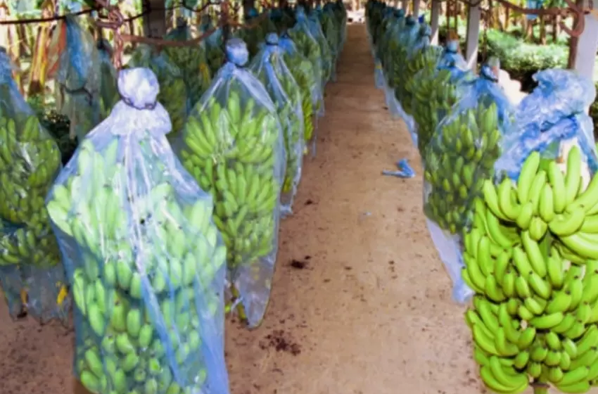  Fiscalía acusó a 14 exportadores de banano que habrían financiado a las extintas AUC