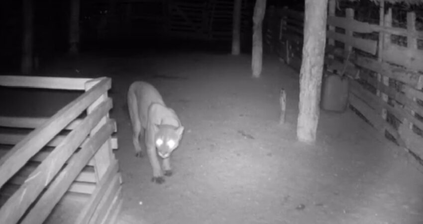  Alarma en El Cerrito: Puma Ataca Ganado en Finca de Ganadero Local