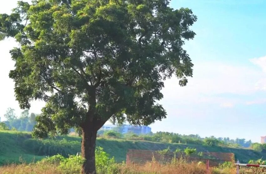  Corpoguajira advierte sobre los peligros del árbol Neem para la biodiversidad en La Guajira