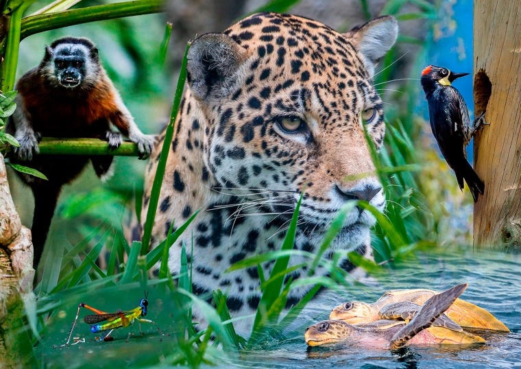  Arranca la COP16: biodiversidad del mundo está en juego con lo que se decida en cumbre de Cali