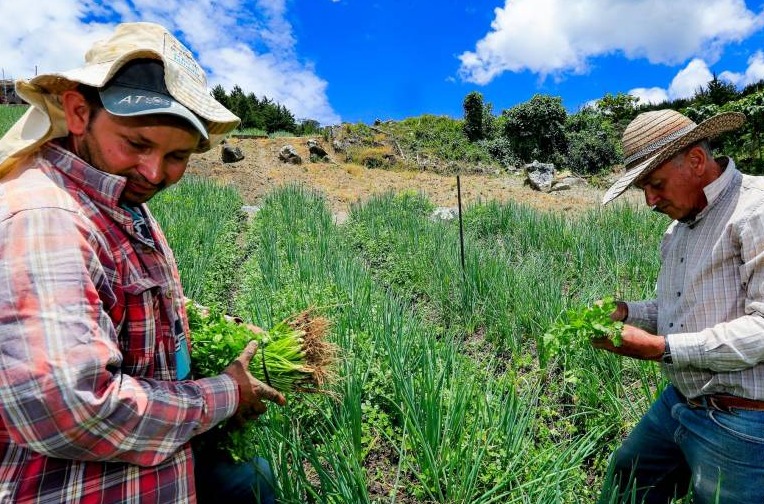  Gobierno prometió entregar este mes 50.000 hectáreas de tierras a campesinos