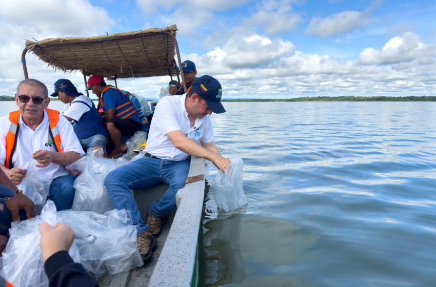  Con la siembra de 100 mil alevinos, CVS lidera histórica jornada de conservación en la Ciénaga de Betancí