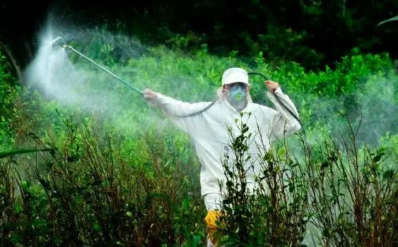  Así es el plan de aspersión terrestre con glifosato: se aplicaría en 16 departamentos y costaría $7.700 millones